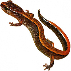 Western Red-backed